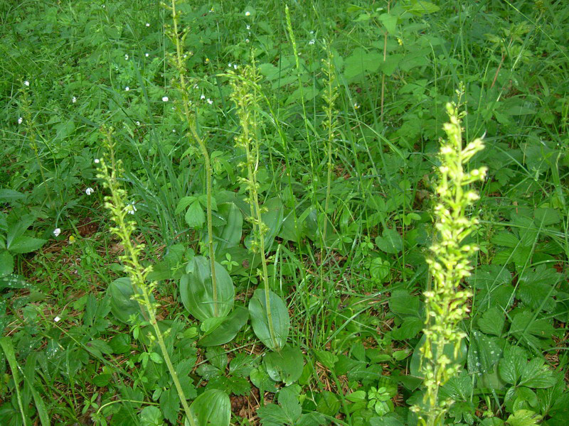 Neottia ovata (=Listera ovata)